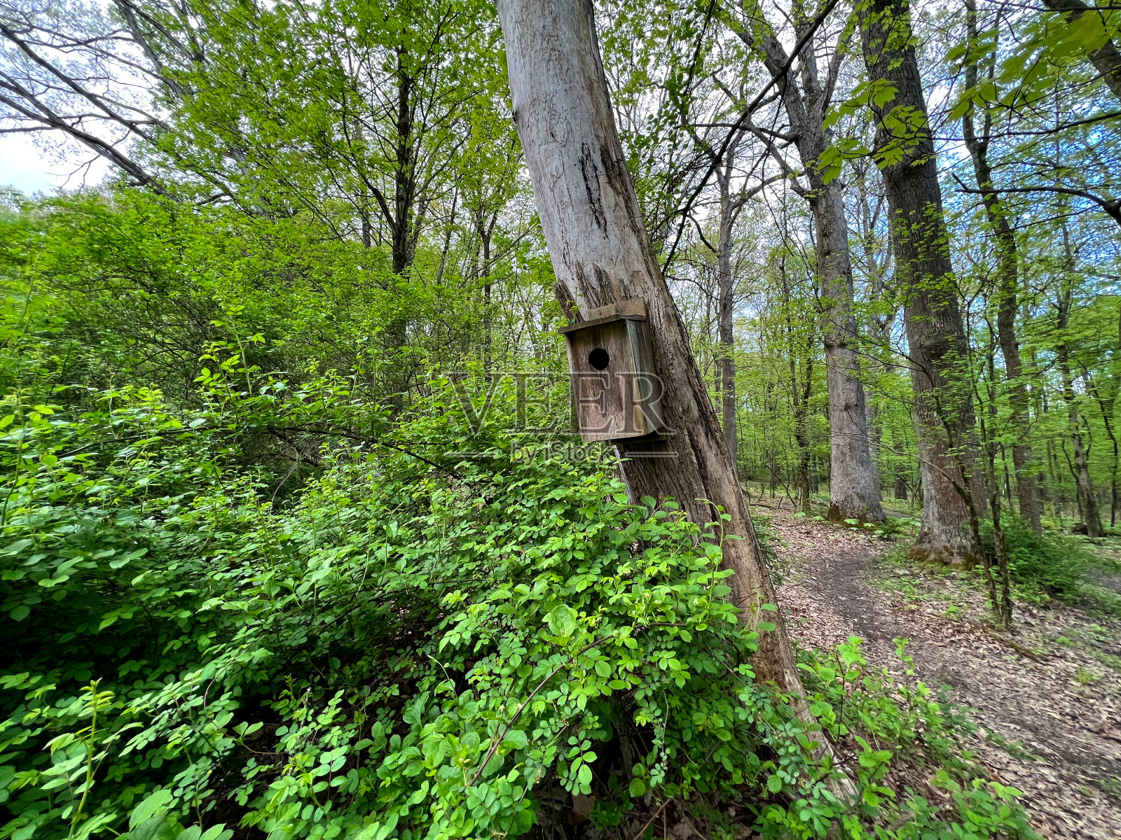 歪树和鸟屋照片摄影图片
