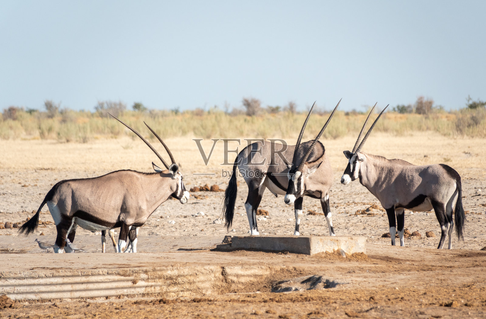纳米比亚埃托沙国家公园Ozonjuitji M'Bari水潭的Gemsbok。照片摄影图片