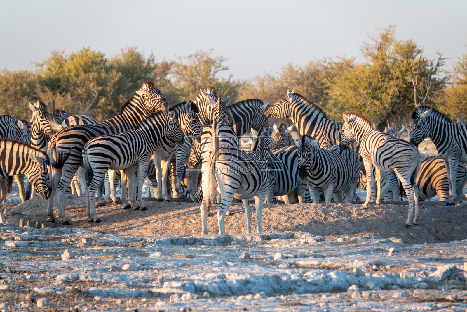 纳米比亚库内地区埃托沙国家公园的翁比卡水坑里的斑马照片摄影图片