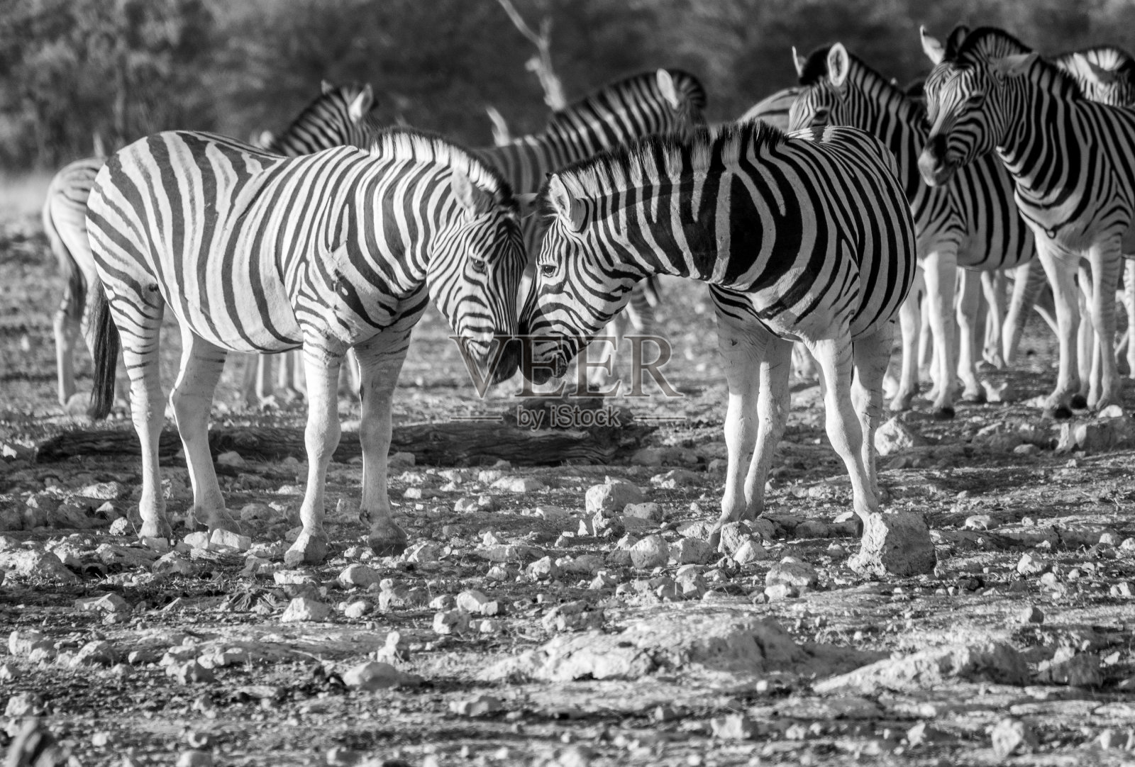 纳米比亚库内地区埃托沙国家公园的翁比卡水坑里的斑马照片摄影图片