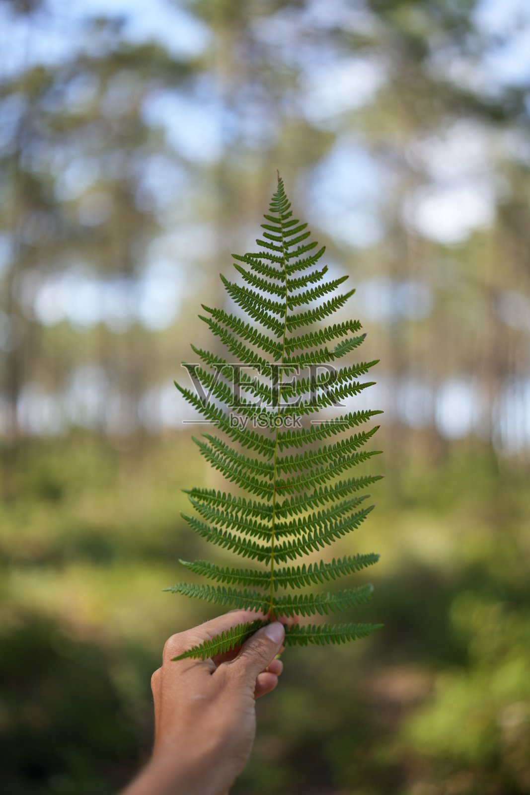 手拿着新鲜的蕨叶照片摄影图片