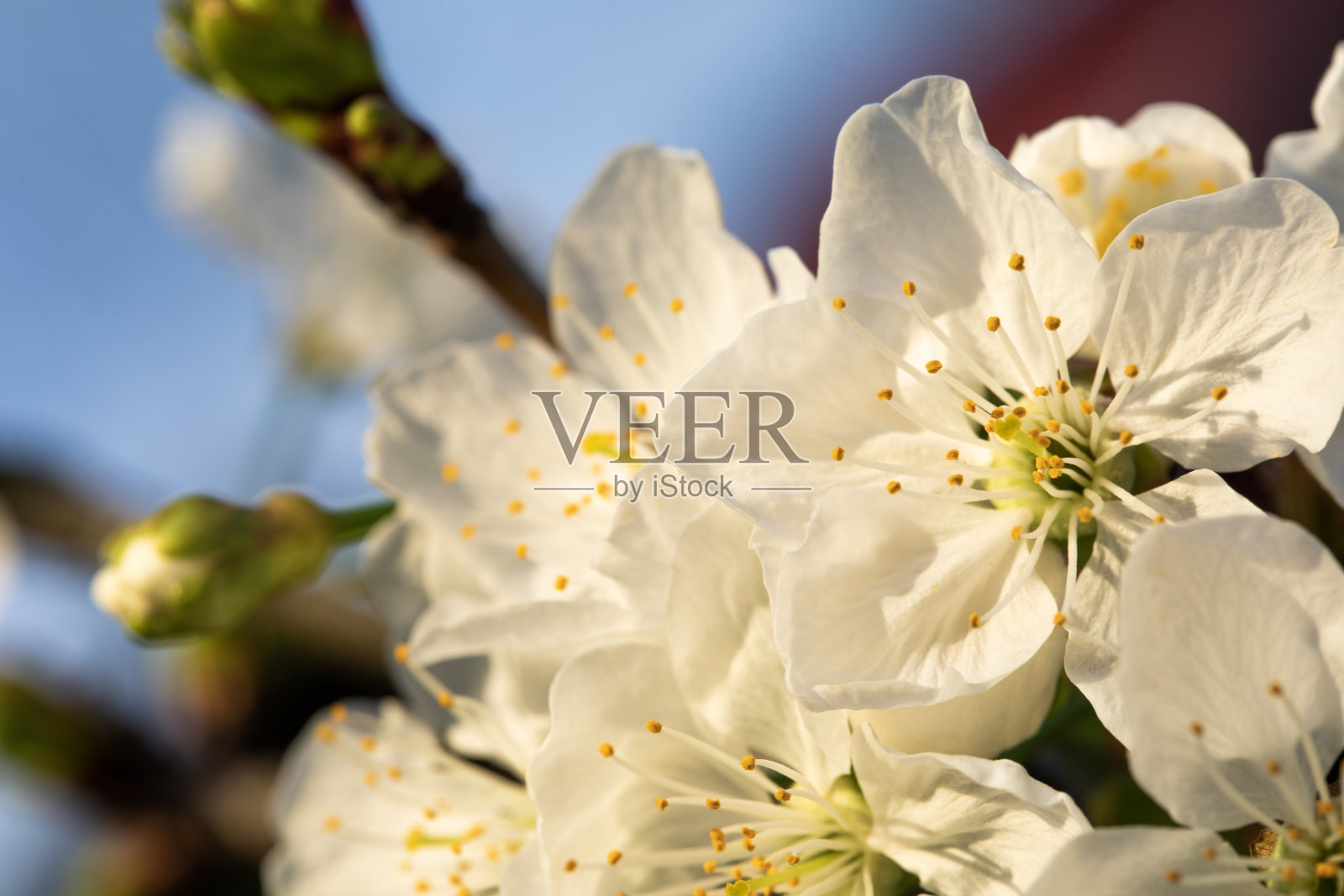 春天，白色的花，植物照片摄影图片