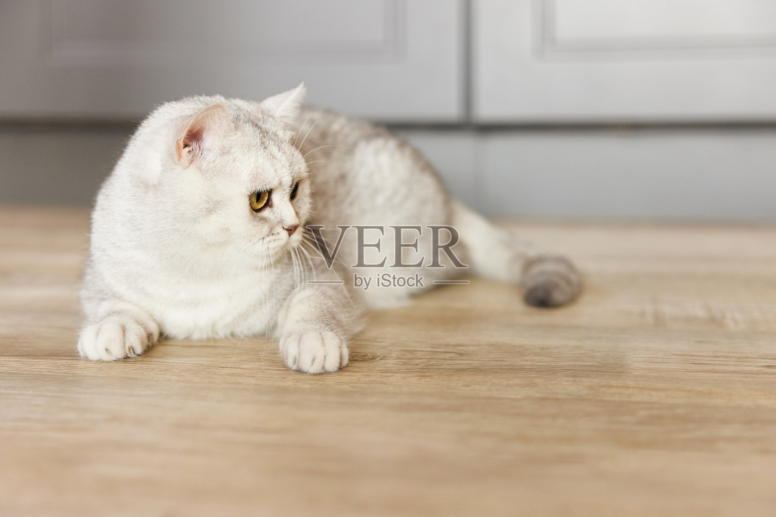 浅色英国短毛家猫照片摄影图片