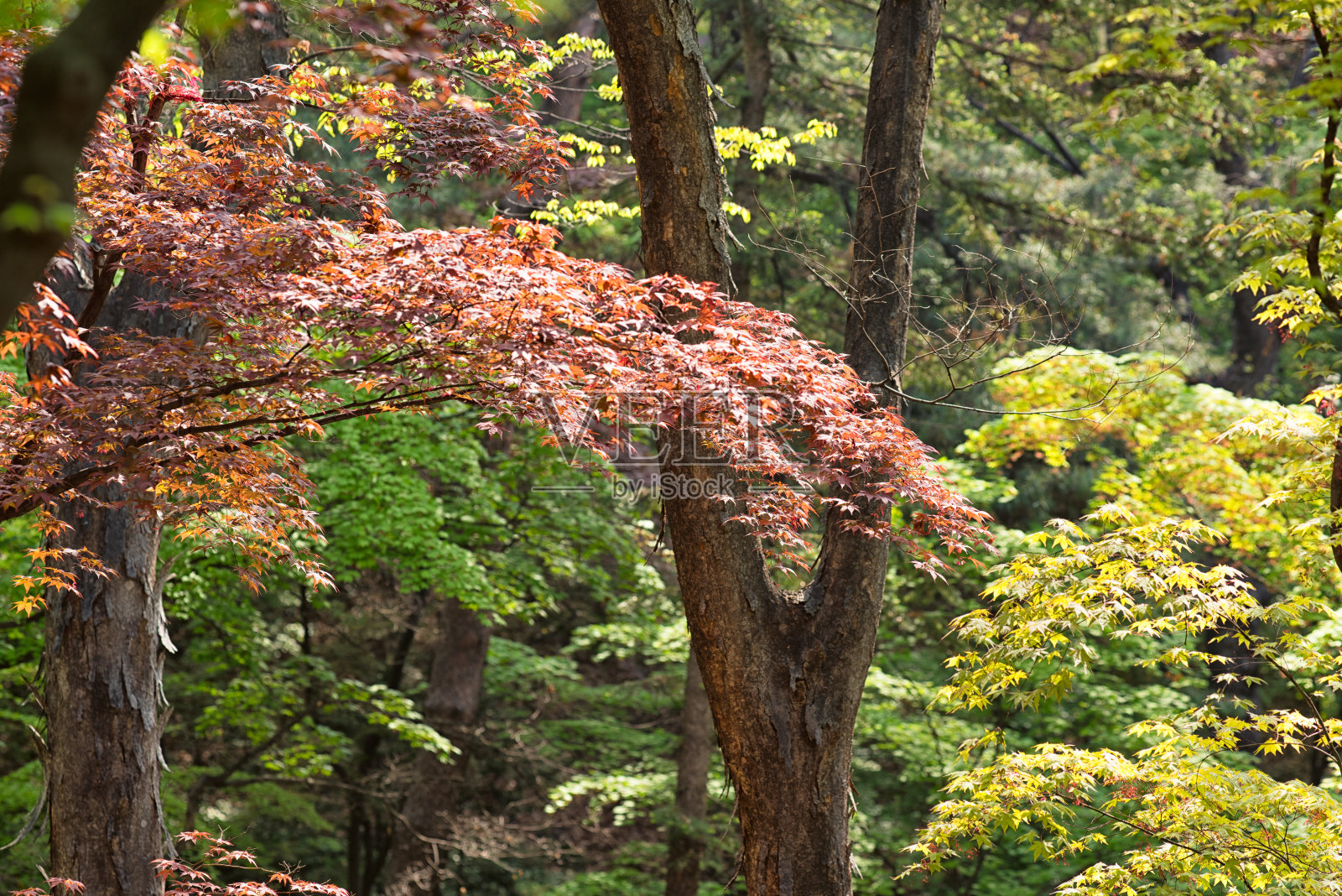 春园的金枫树照片摄影图片