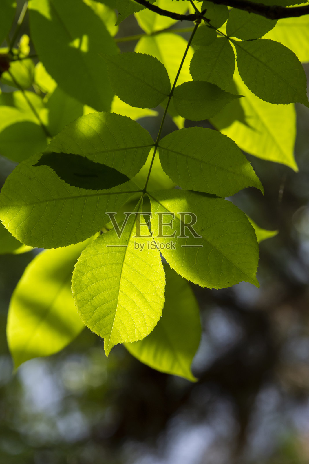 近照部分背光山核桃新鲜春天生长与锯齿状的叶子照片摄影图片