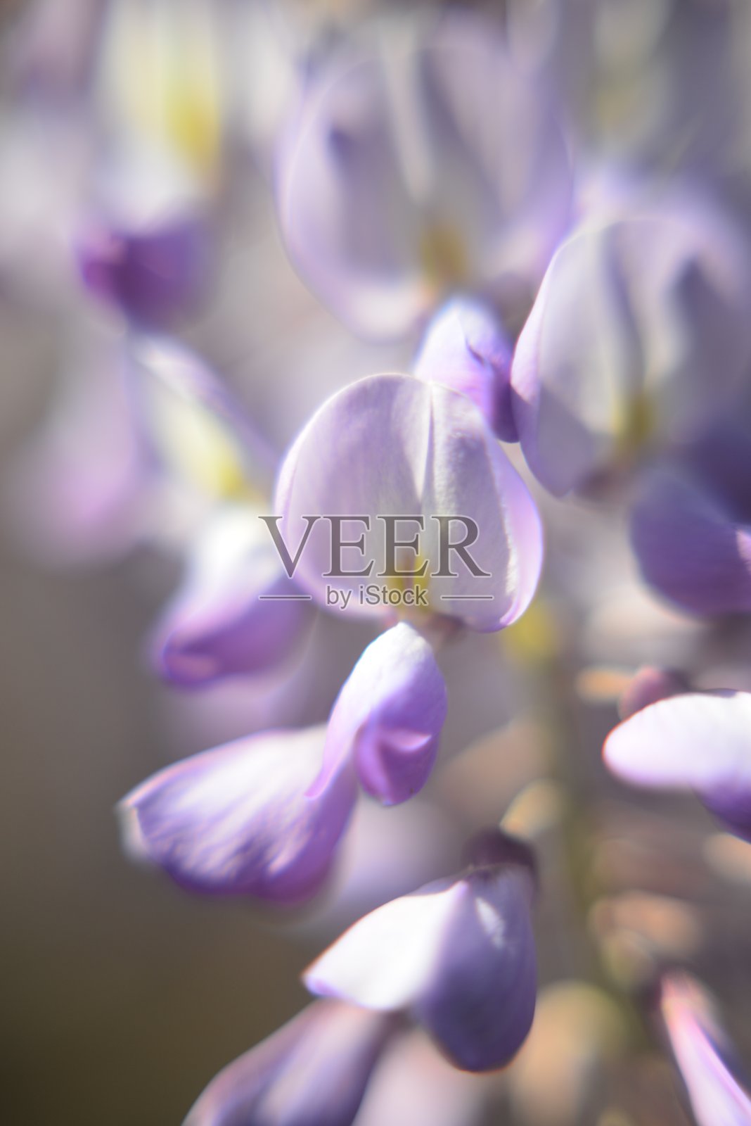 紫藤植物在阳光下照片摄影图片