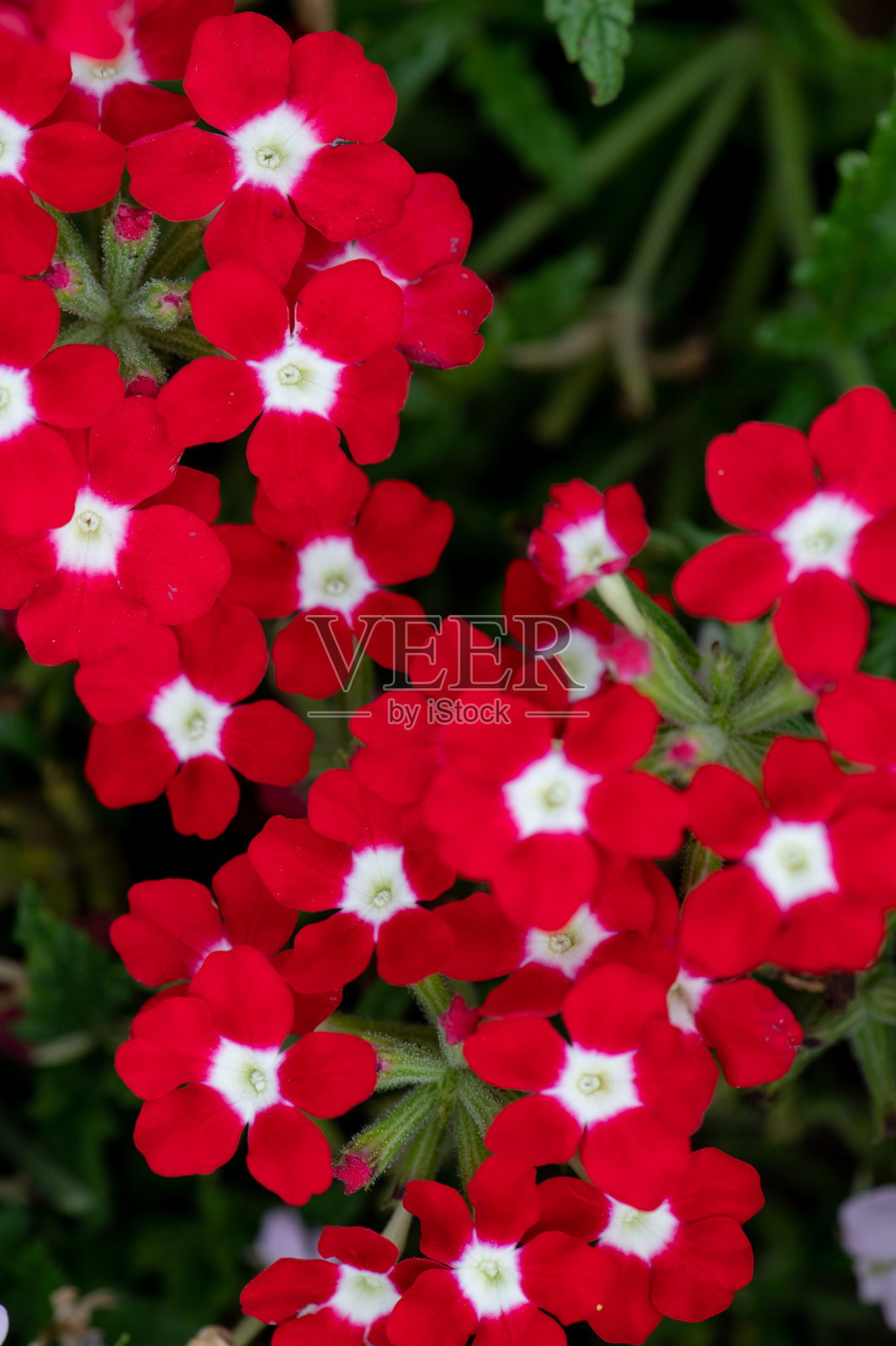 红花花园背景照片摄影图片