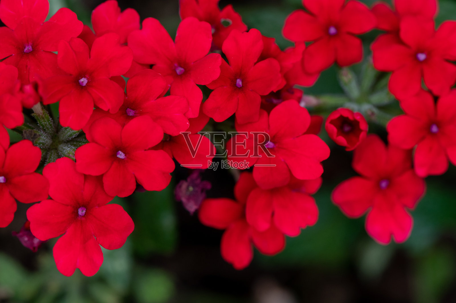 红花花园背景照片摄影图片