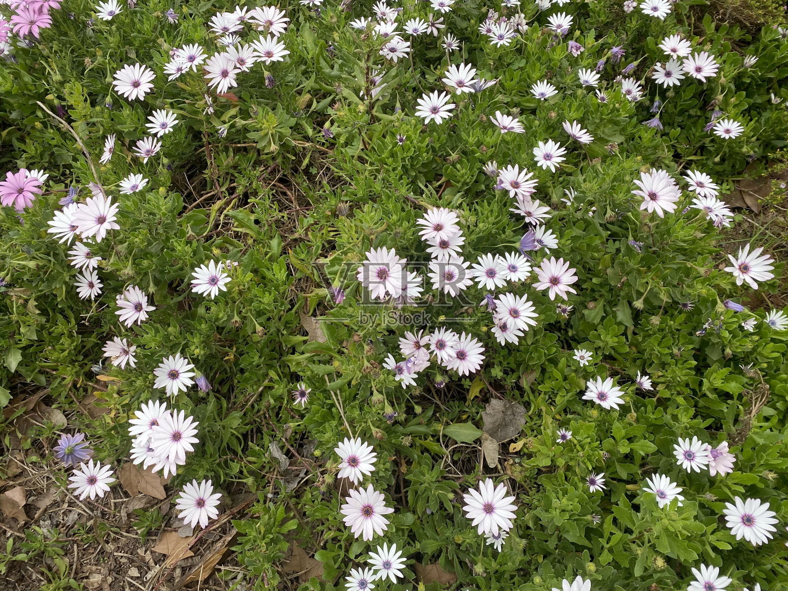 野生雏菊照片摄影图片