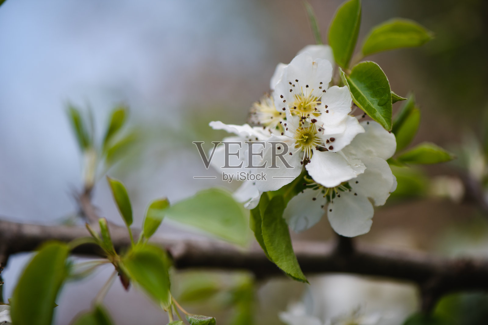 春天的白花照片摄影图片