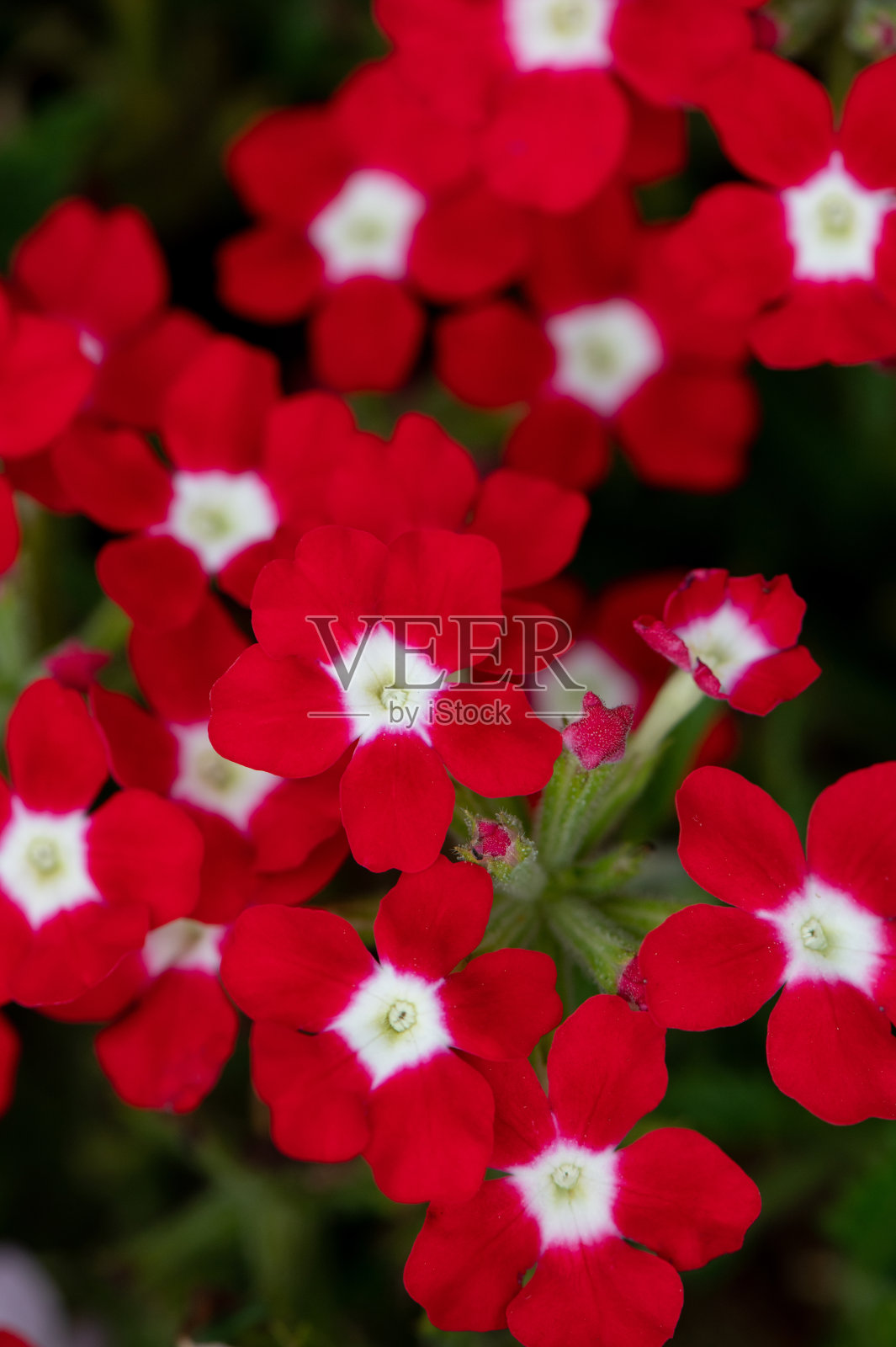 红花花园背景照片摄影图片