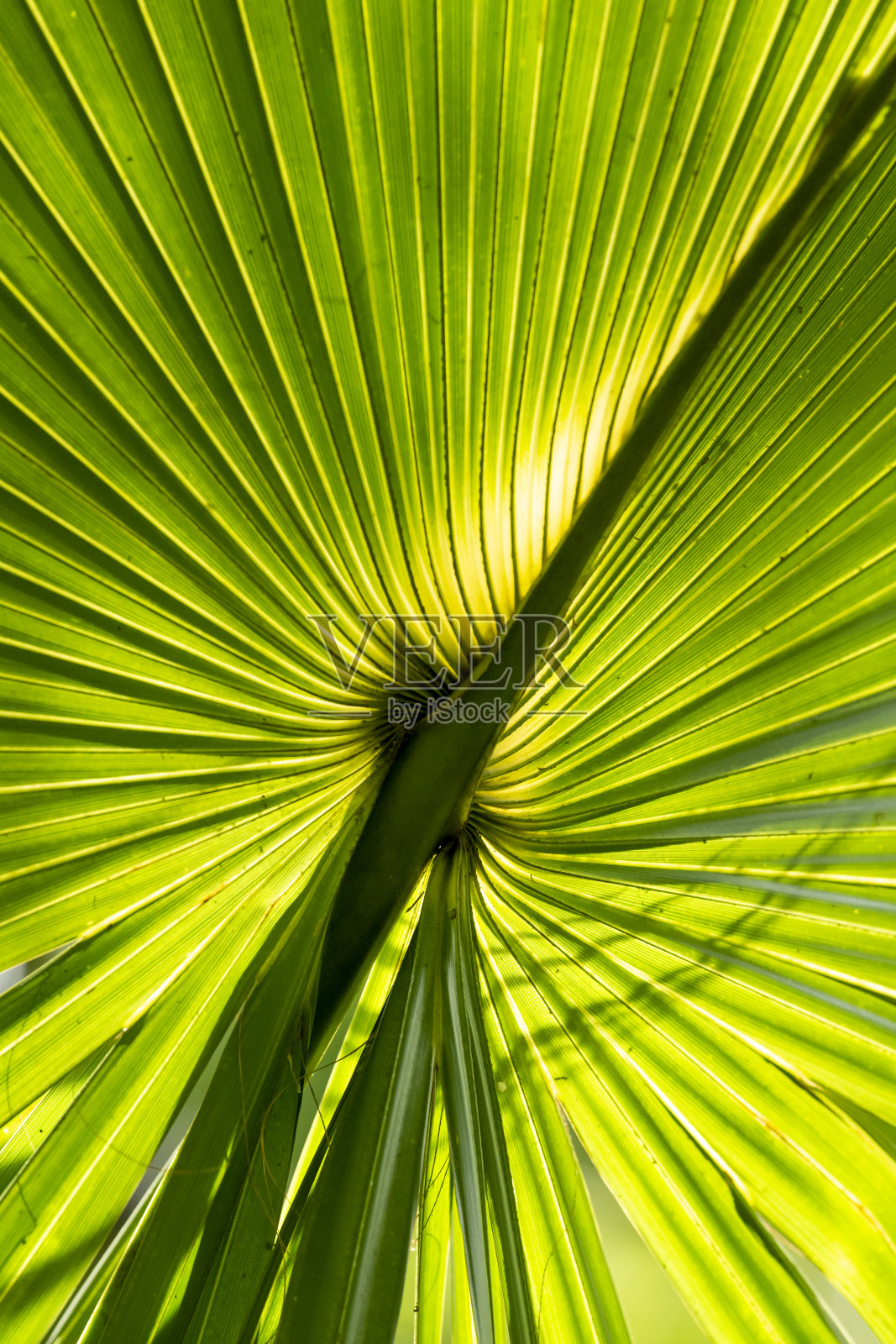 明亮的背光Sabal棕榈背面与中脉对角线在框架照片摄影图片