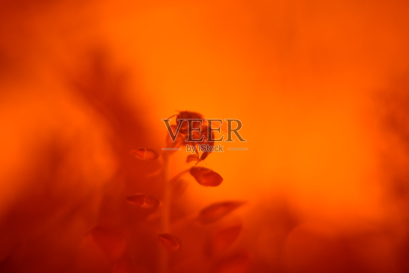 紫藤和蜜蜂用过滤器照片摄影图片