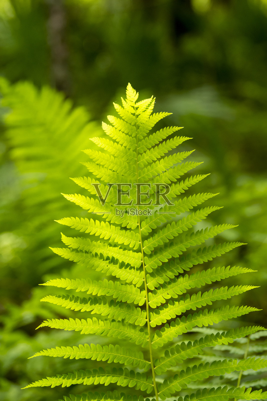 单片部分背光的蕨类植物叶子，背景中的森林色调不清晰照片摄影图片