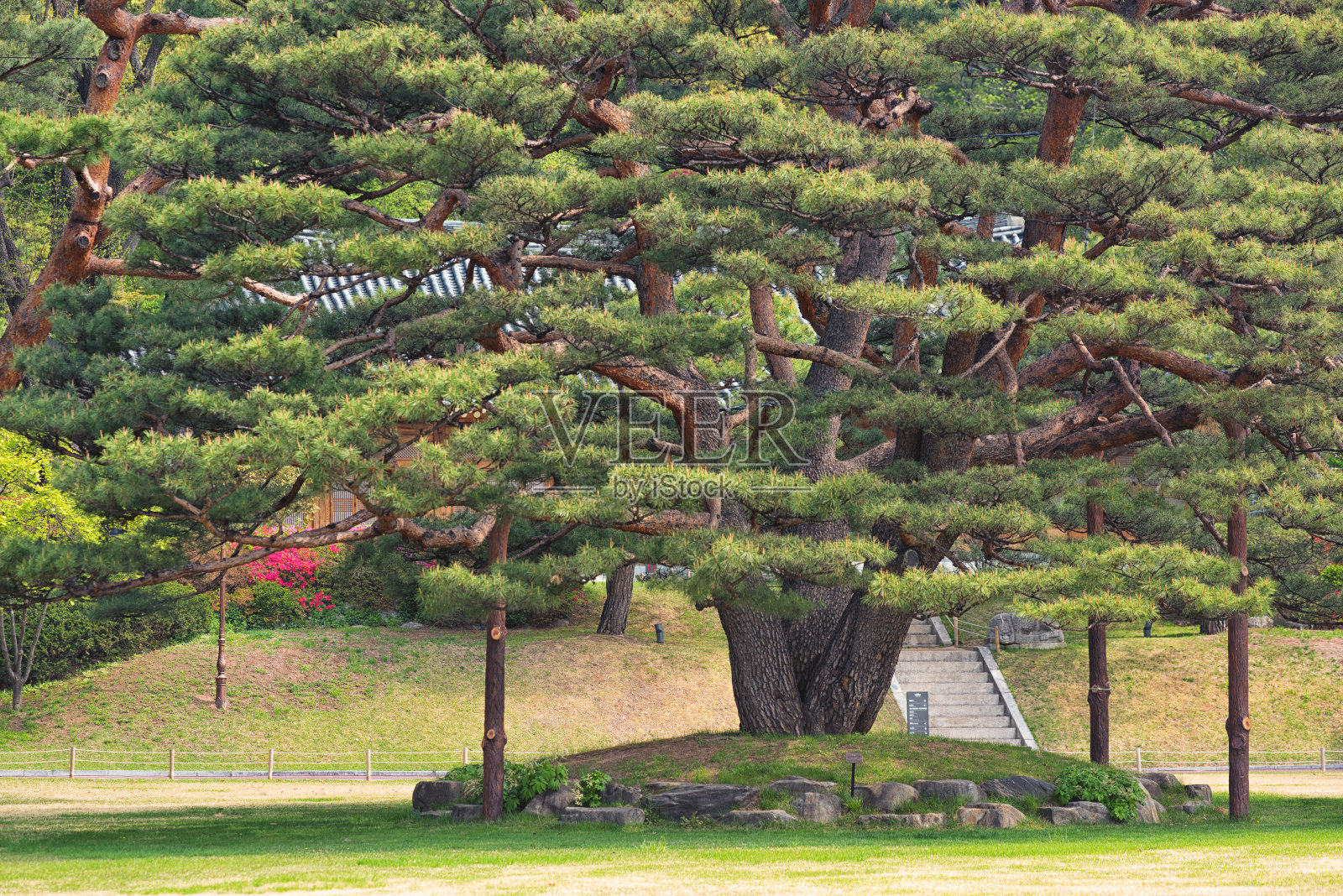 大松照片摄影图片