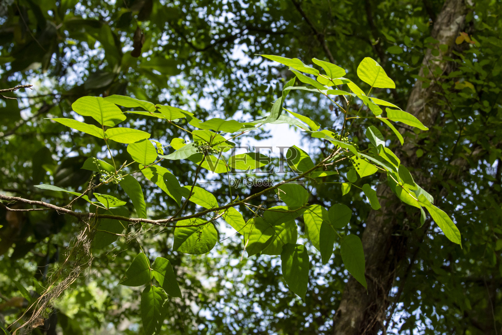 春天生长在果实上，背光毒藤，叶子特征为三片照片摄影图片
