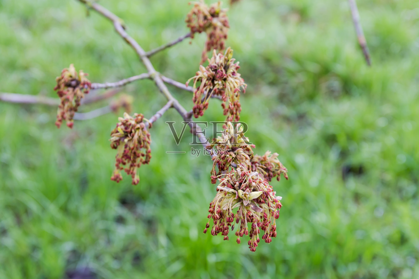 一枝盛开的灰叶枫树在一个模糊的背景照片摄影图片