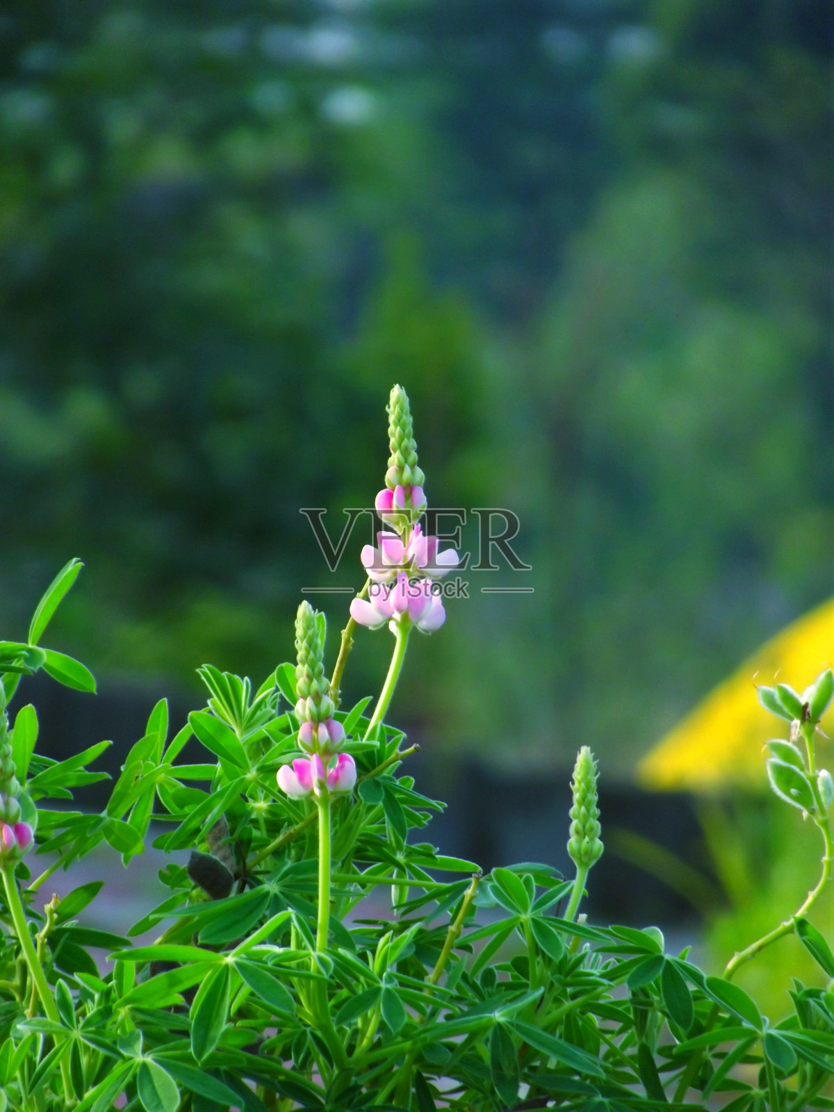 花照片摄影图片