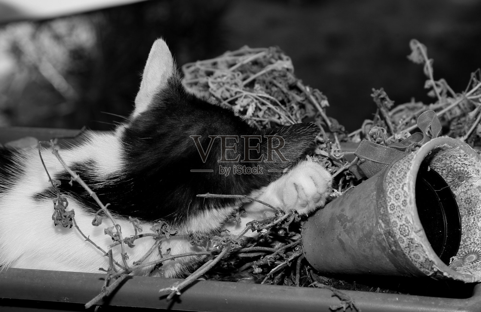 黑白小猫在休息照片摄影图片