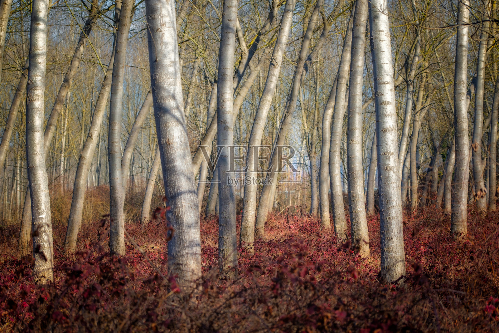 红地毯照片摄影图片