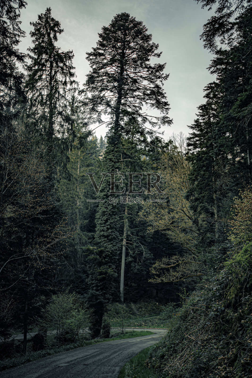 黑森林照片摄影图片