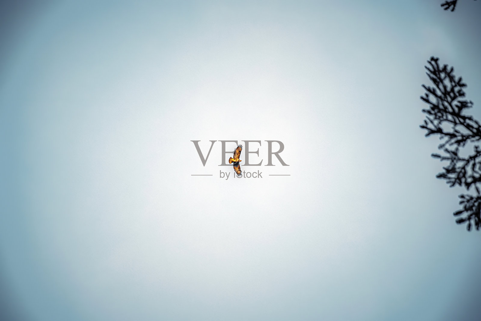 黑森林照片摄影图片