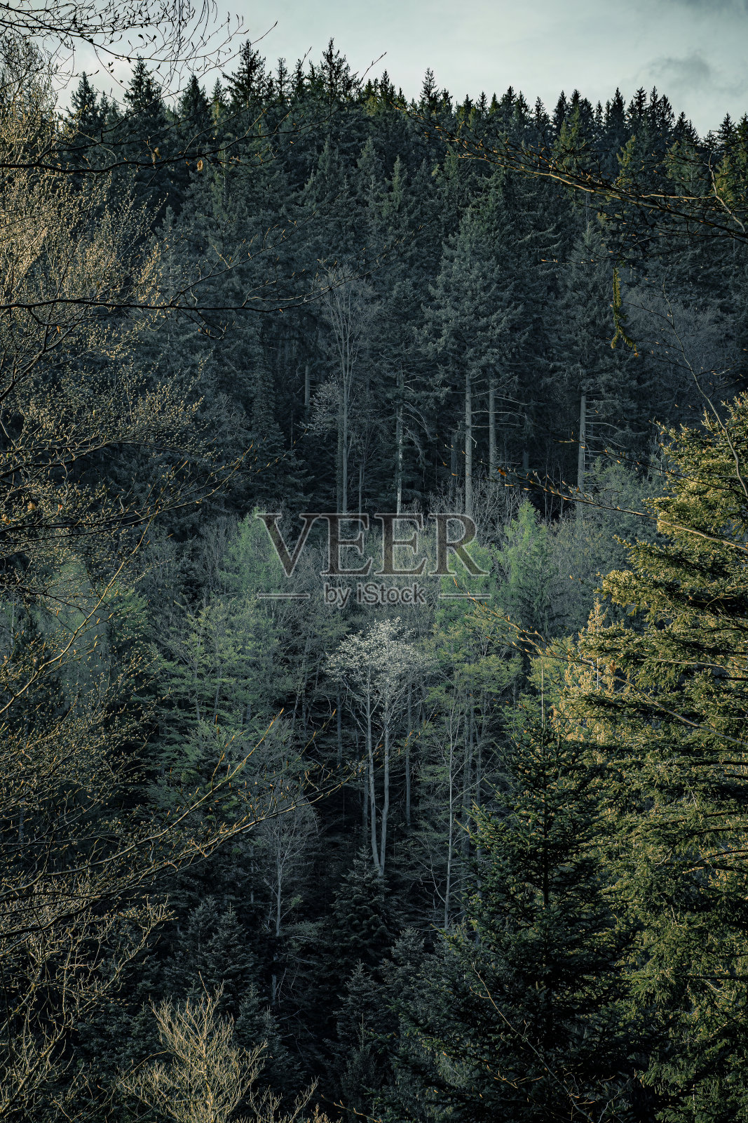 黑森林照片摄影图片