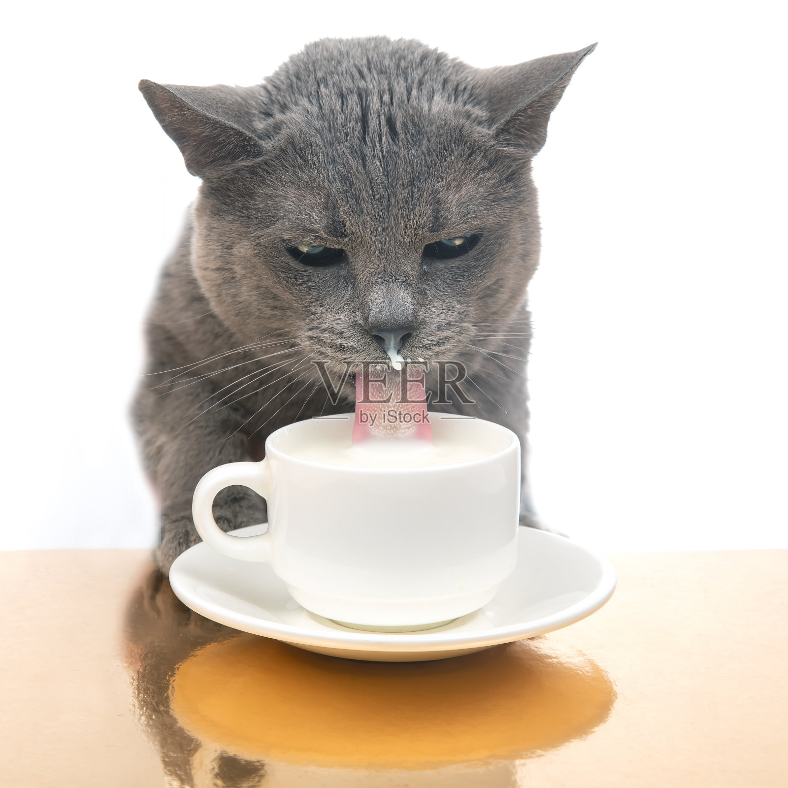 灰猫从白色的杯子里喝鲜牛奶。自制早餐概念和最喜欢的动物照片摄影图片