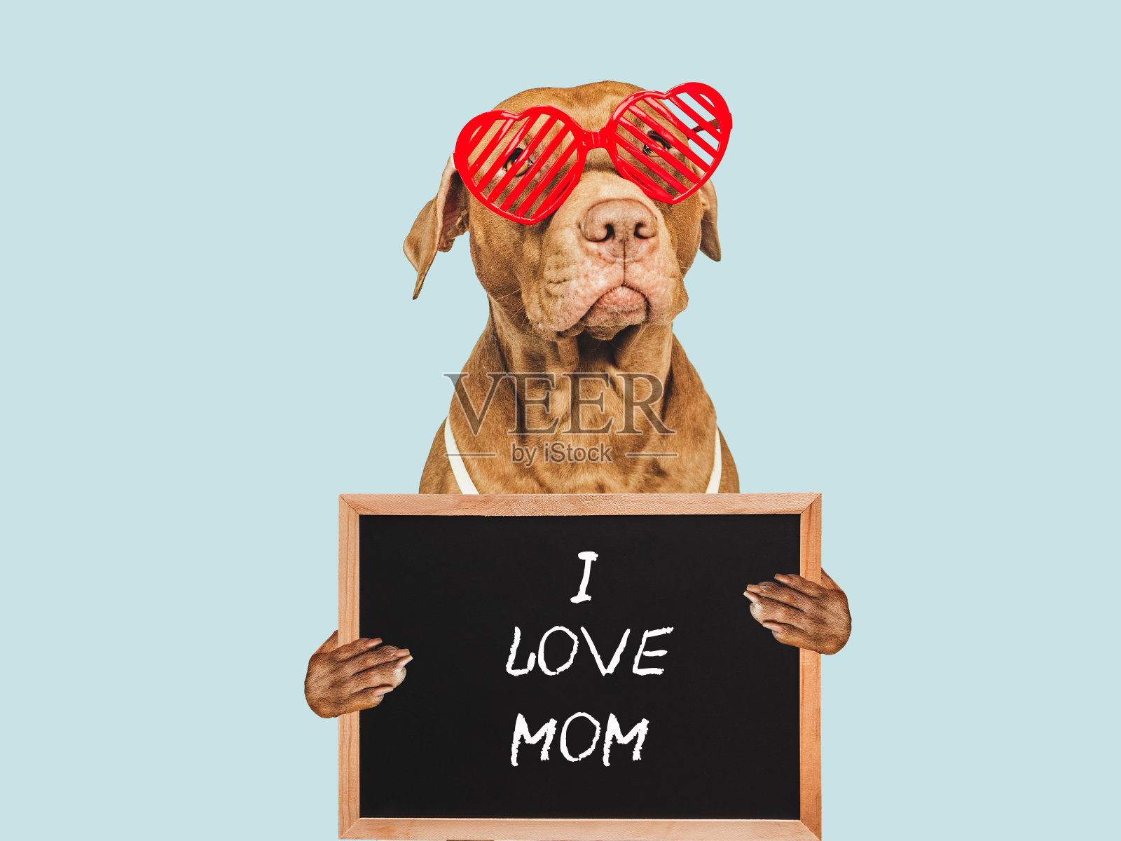 小狗和写满爱意的母亲节标牌照片摄影图片