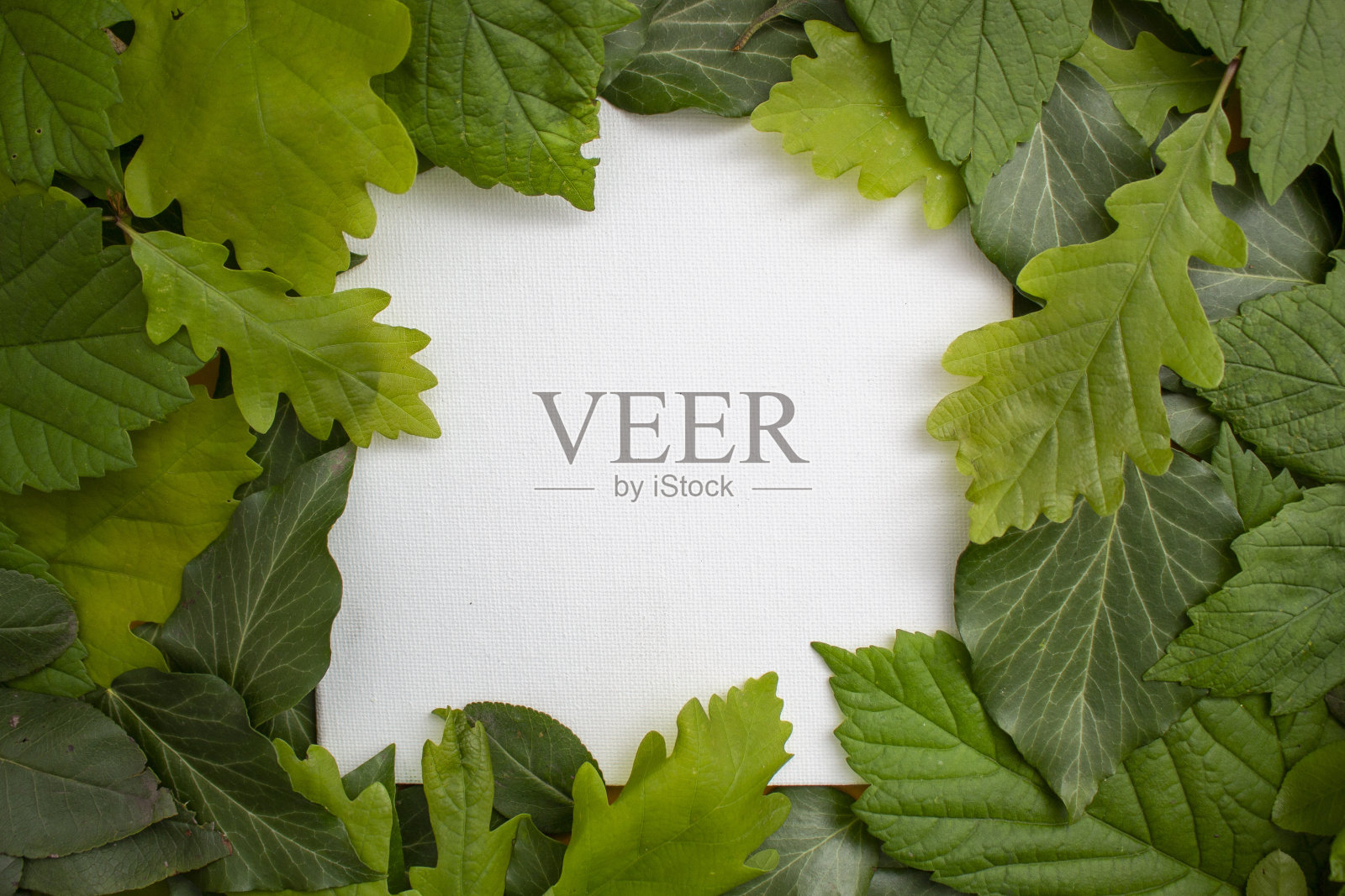 创意布局的树叶与纸卡笔记。平的。自然的概念。最小的夏季抽象丛林或森林图案。照片摄影图片