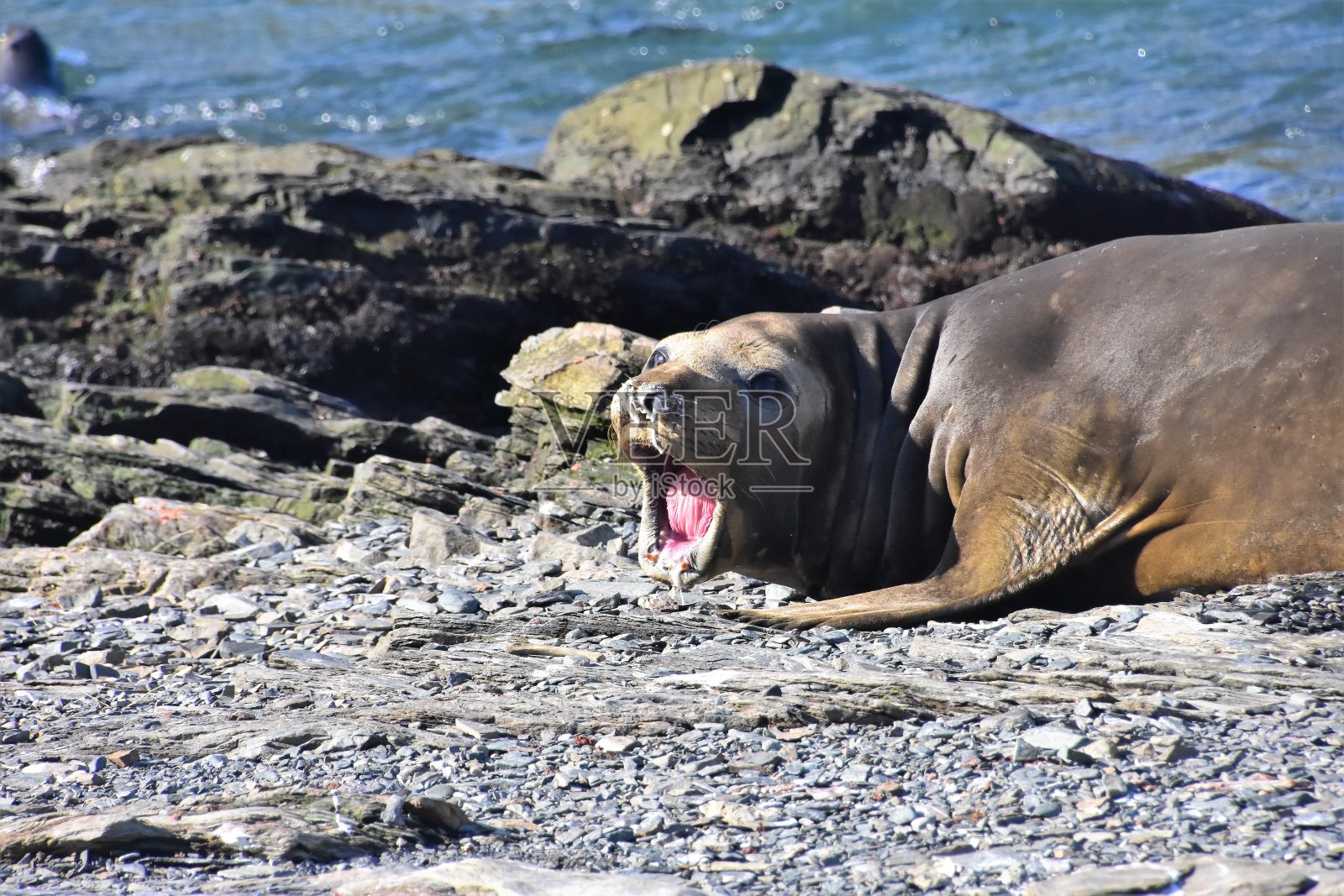 南乔治亚-小象海豹照片摄影图片