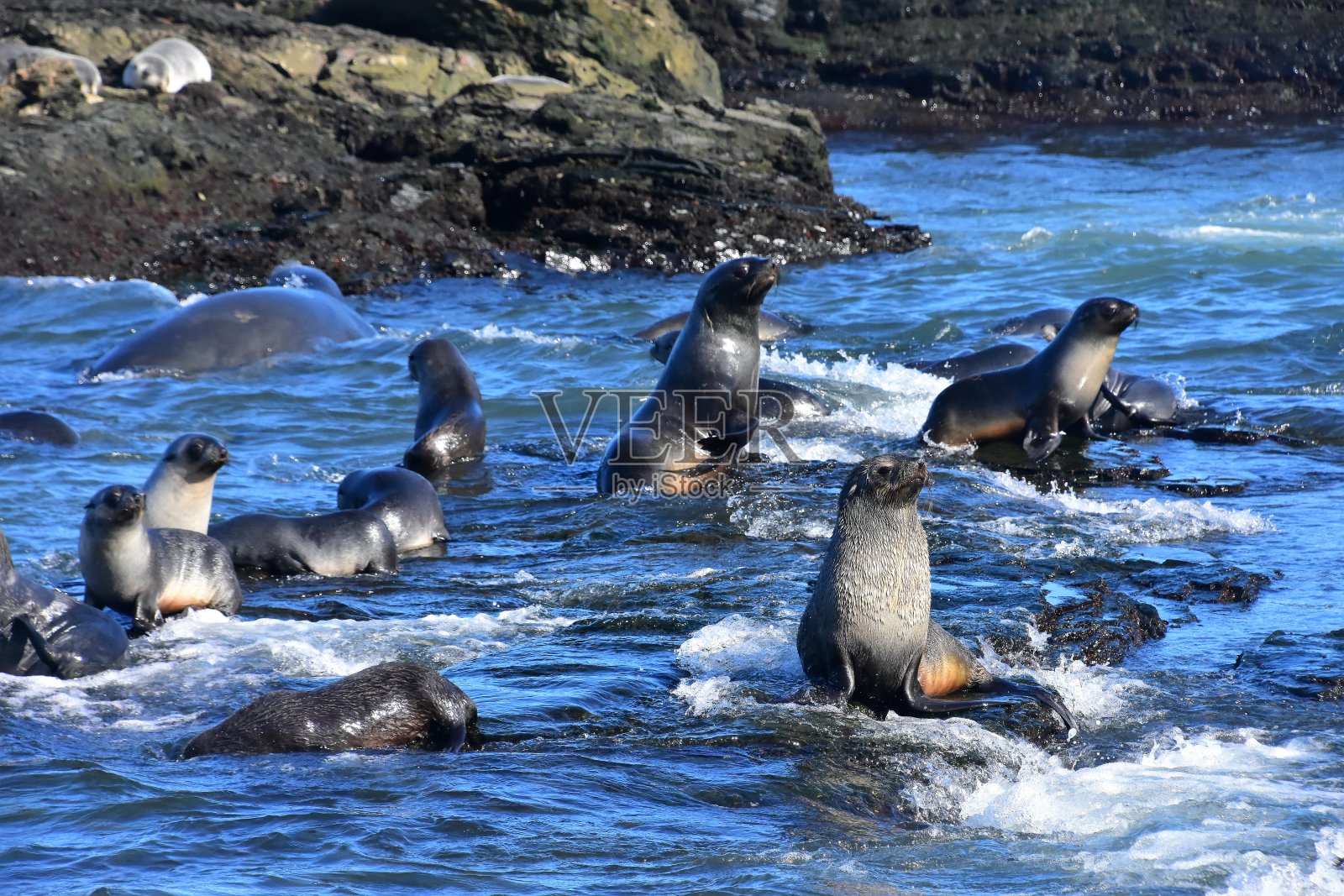南乔治亚-海狗玩耍照片摄影图片