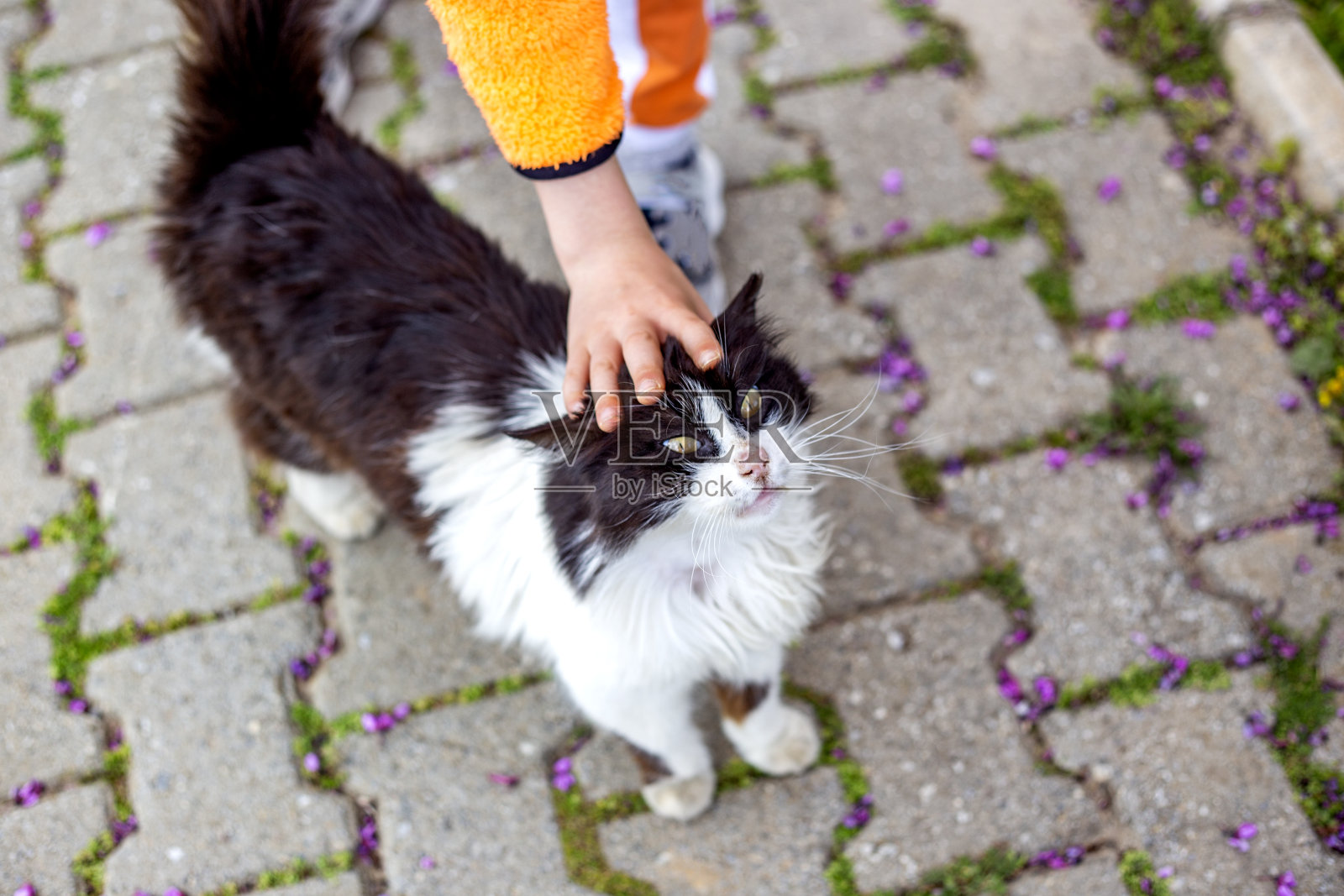 小男孩在街上抚摸着可爱的黑白猫。有选择性的重点。动物友谊概念照片摄影图片