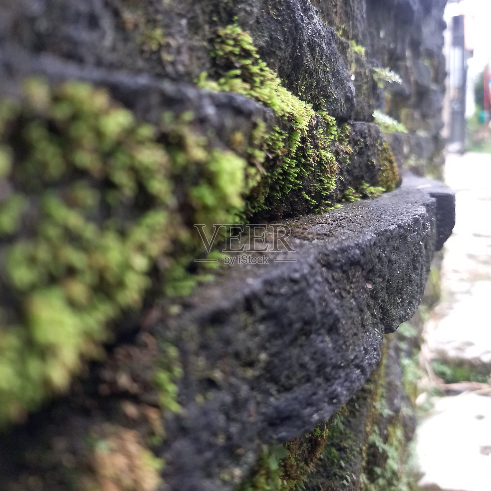 当大自然接管一切照片摄影图片