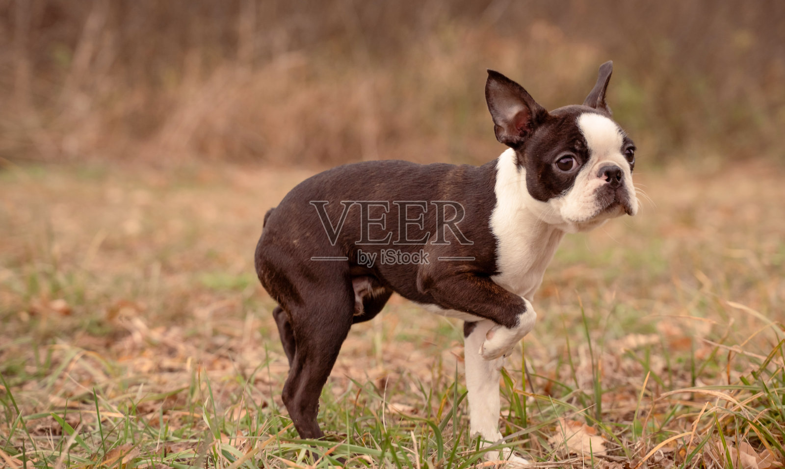 可爱的黑白相间的法国斗牛犬在野外摆姿势照片摄影图片