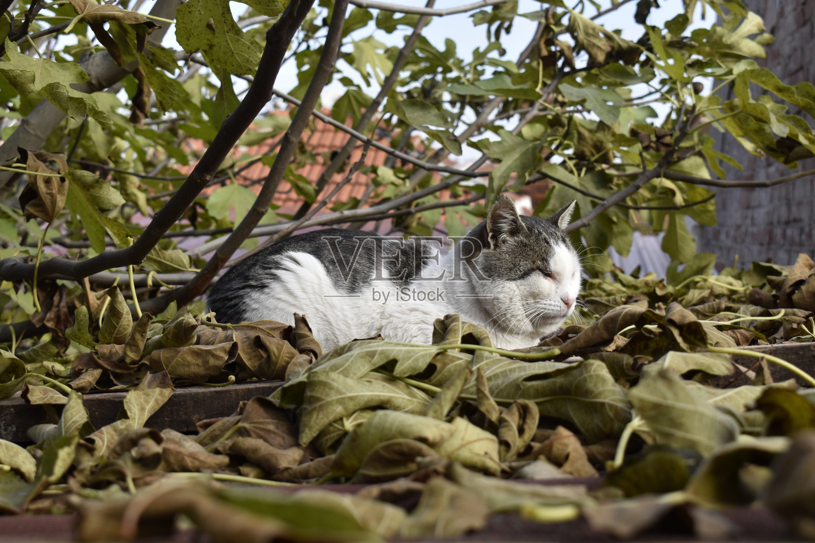 一只可爱的公猫躺在落叶上照片摄影图片