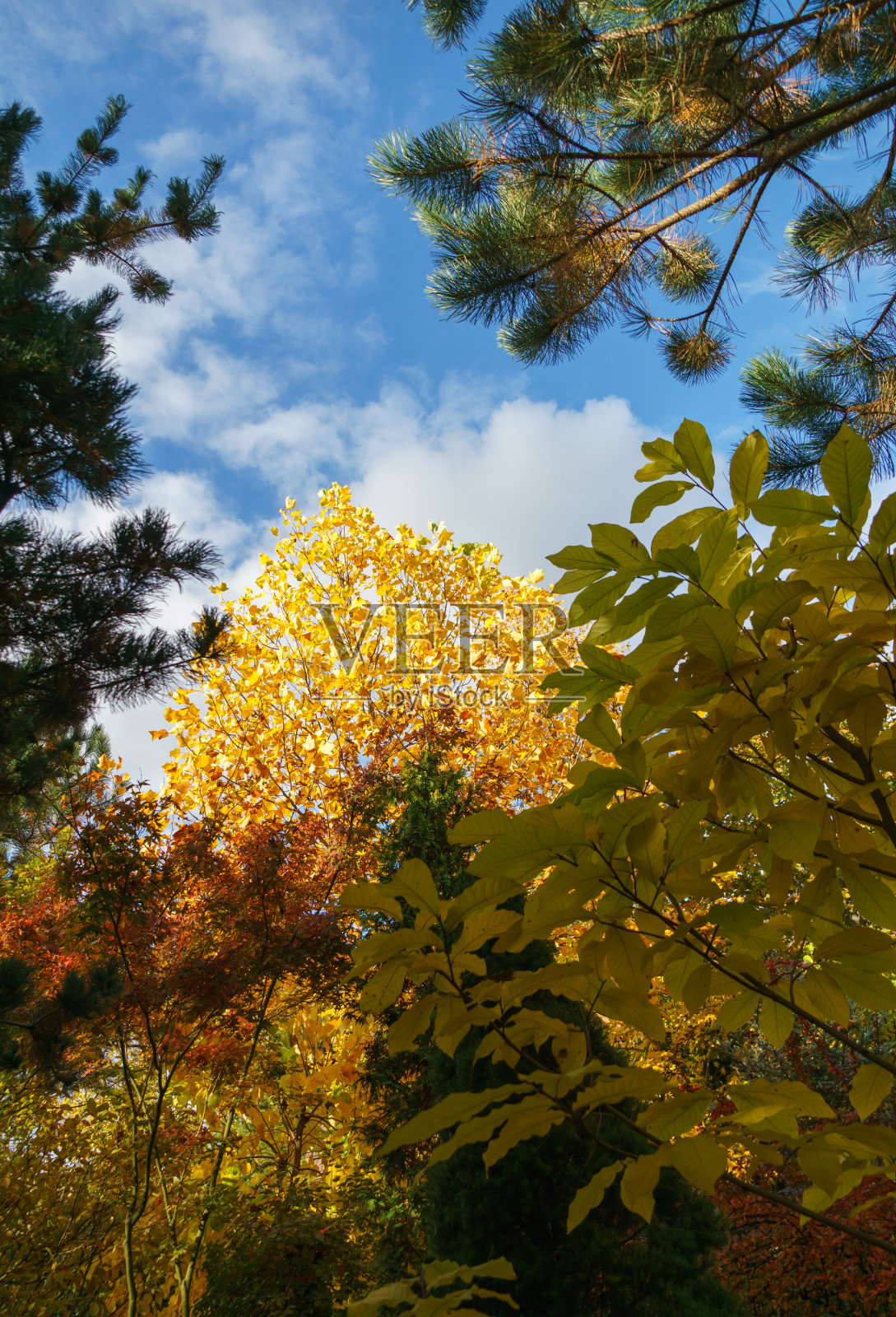 园林里的金秋。郁金香树(Liriodendron tulipifera)的黄色叶子和美洲枫香。照片摄影图片