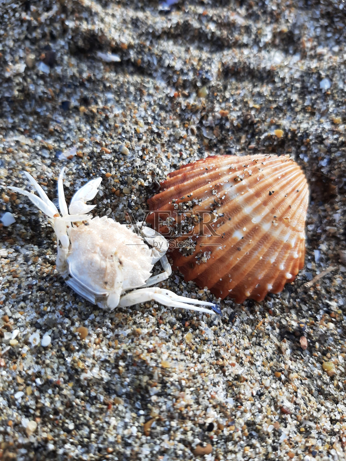 蟹壳照片摄影图片