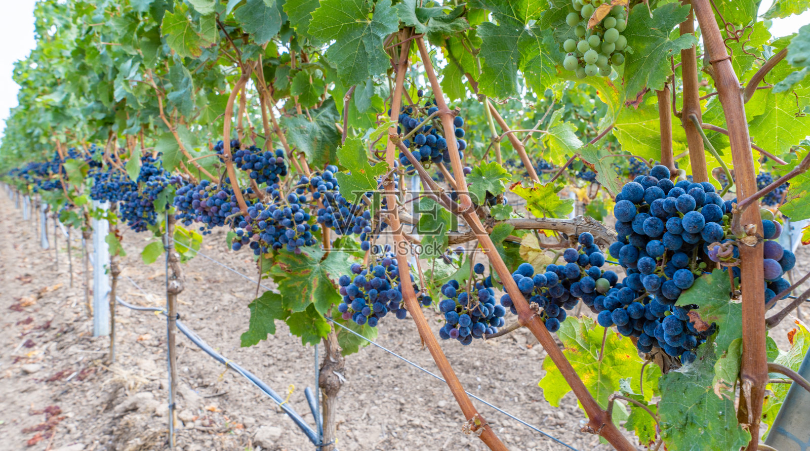 摩泽尔河葡萄藤上的蓝色葡萄特写-非常适合葡萄酒爱好者和自然摄影照片摄影图片