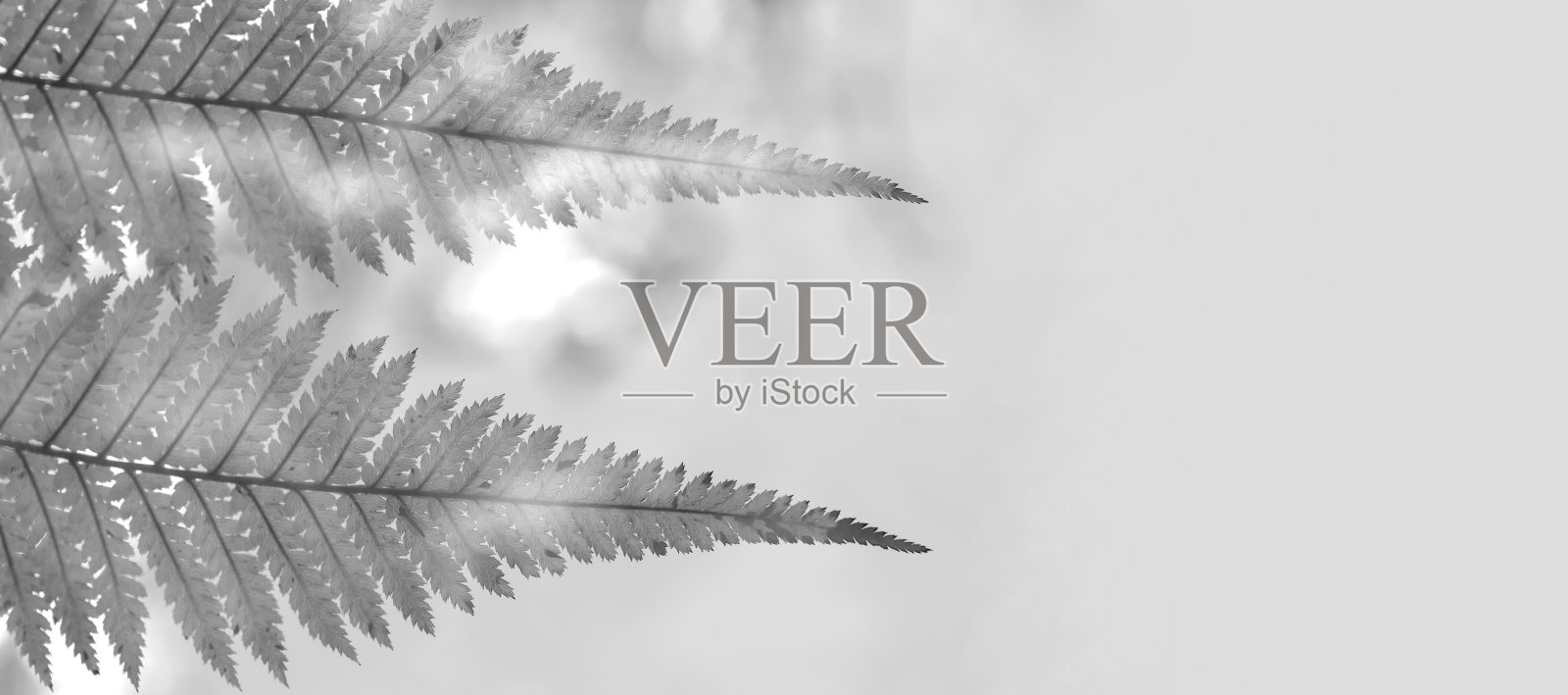 蕨类植物的两片叶子散焦与灰色背景，复制空间，自然，花园，黑色和白色照片摄影图片
