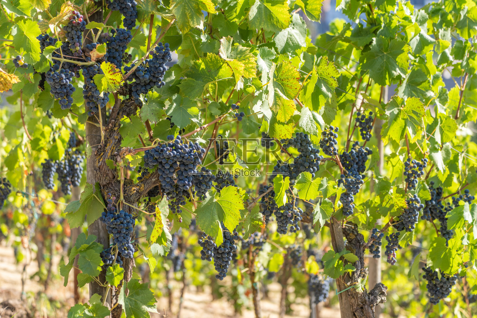 摩泽尔河葡萄藤上的蓝色葡萄特写-非常适合葡萄酒爱好者和自然摄影照片摄影图片