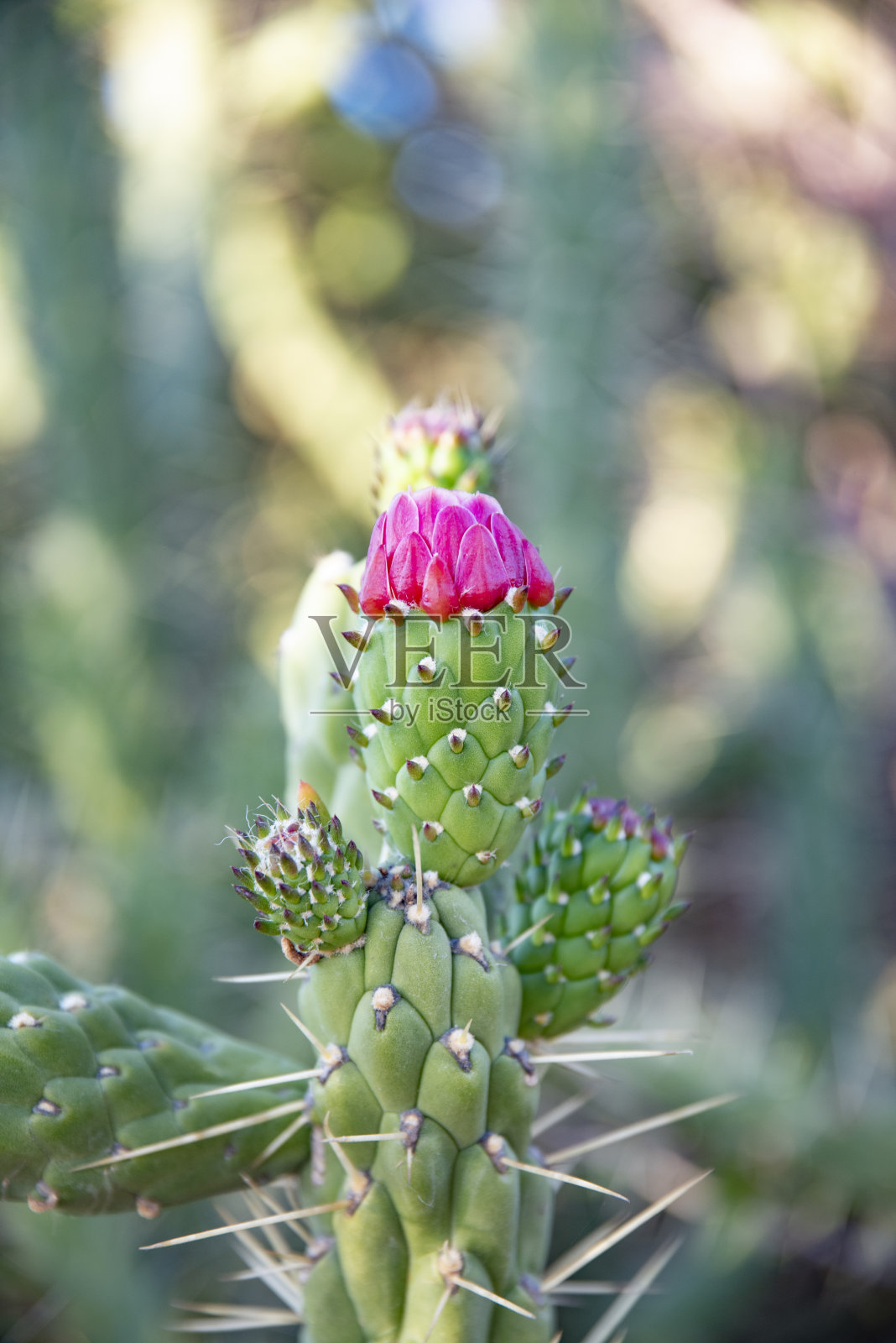 。春天开粉红色花的仙人掌特写照片摄影图片