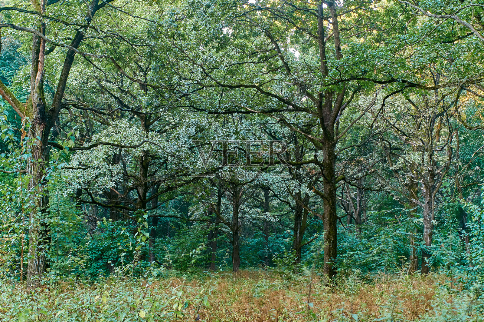 夏日的叶林深处照片摄影图片