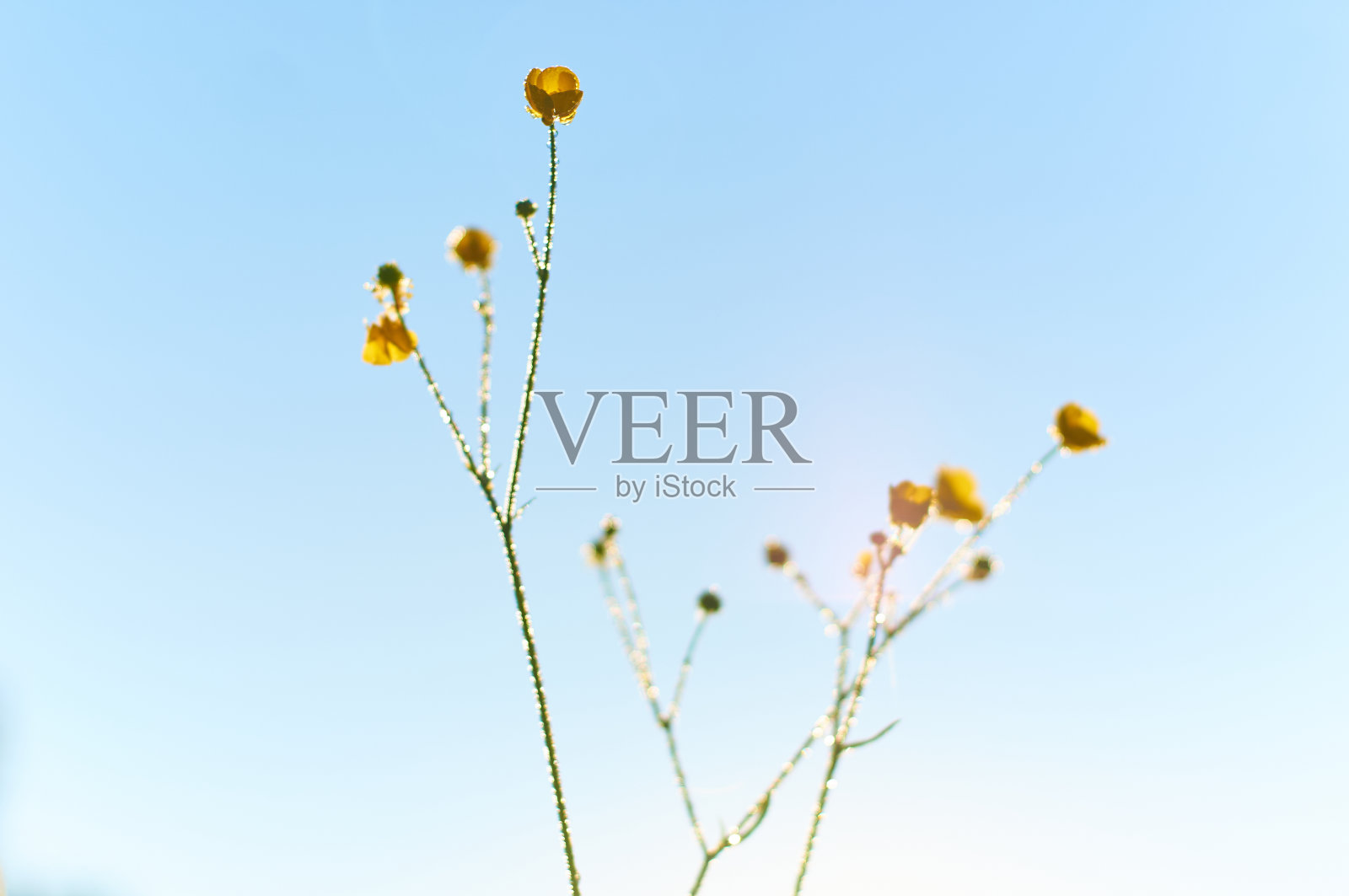 黄花在春天的日出照片摄影图片