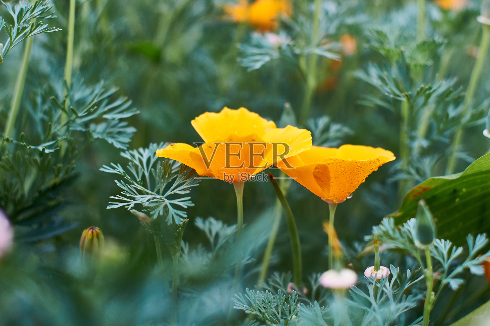 花园里的黄花照片摄影图片