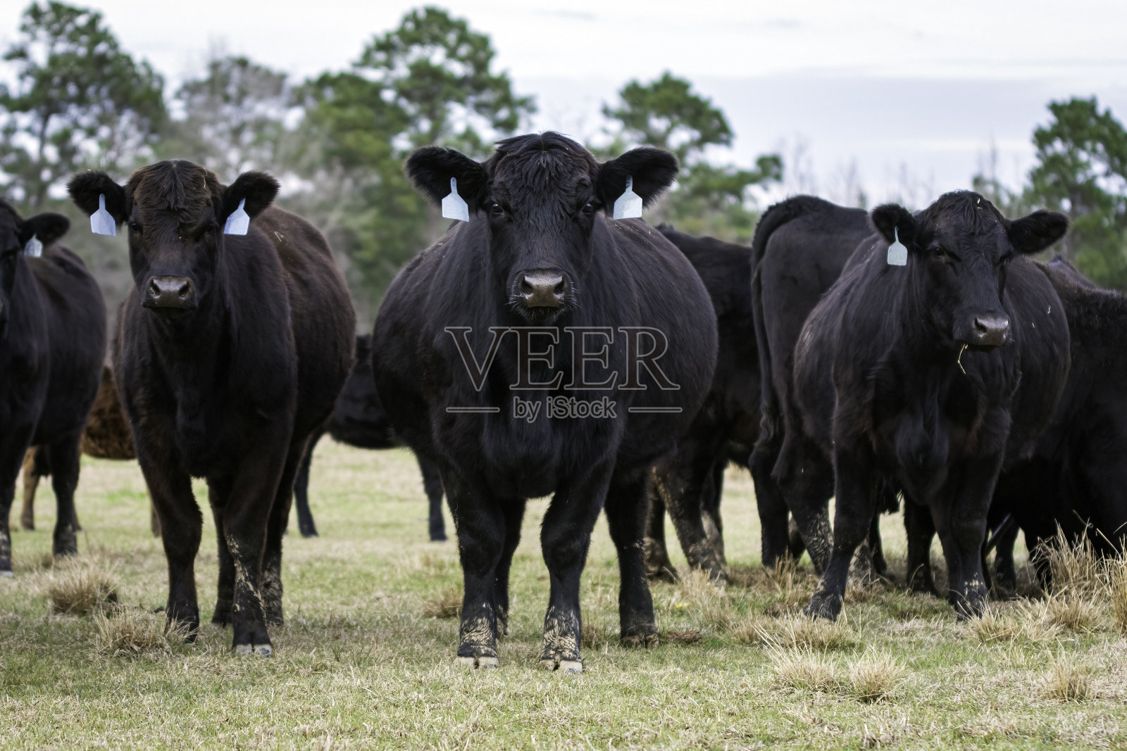 怀孕的母牛与牧群伙伴照片摄影图片