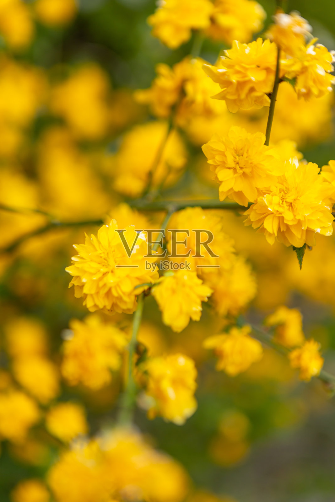 花丛上的黄花。阳光下的日本毛茛。照片摄影图片