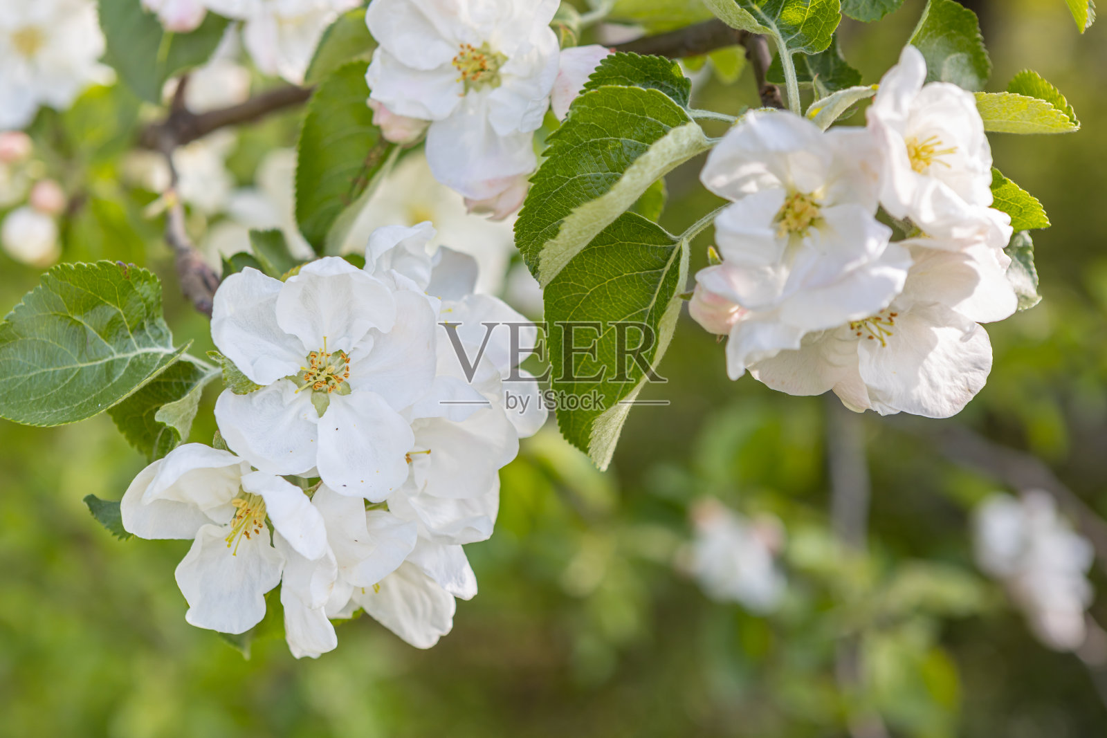 在阳光下白色开花的苹果树。春天的季节，春天的色彩照片摄影图片