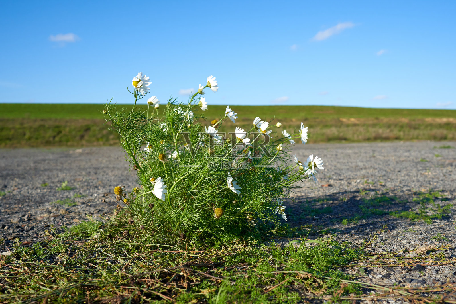 野生雏菊特写。照片摄影图片