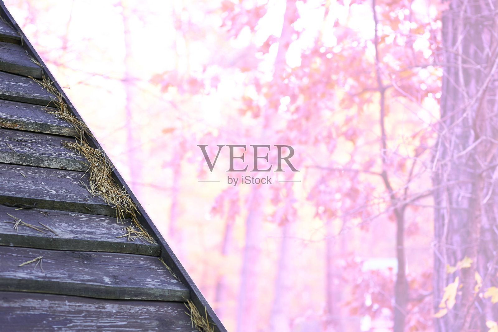 木质乡村屋顶的一部分和粉红色浅森林背景的文字照片摄影图片